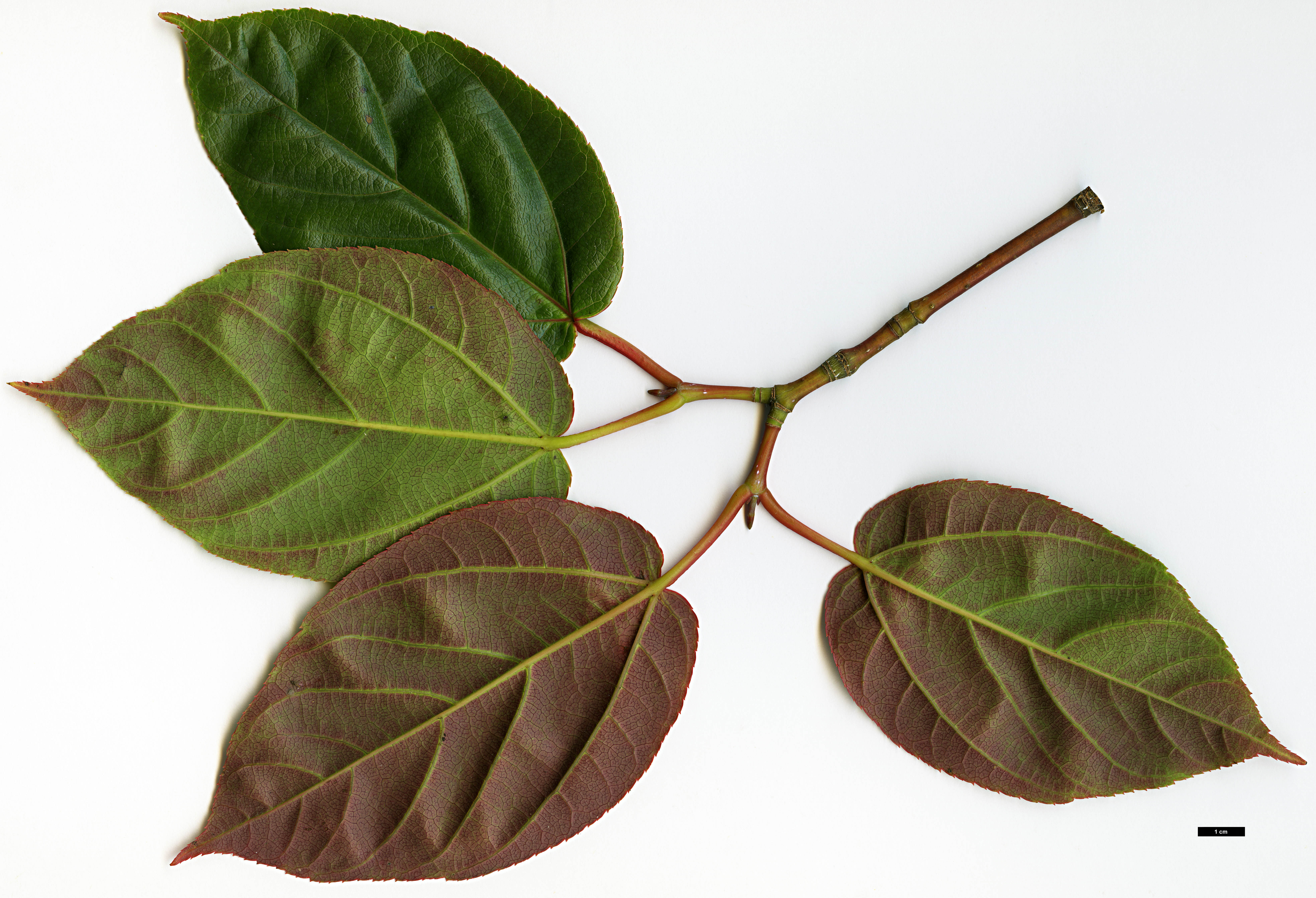 High resolution image: Family: Sapindaceae - Genus: Acer - Taxon: sikkimense